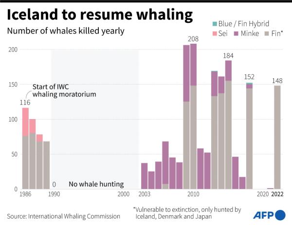 冰岛将恢复捕鲸