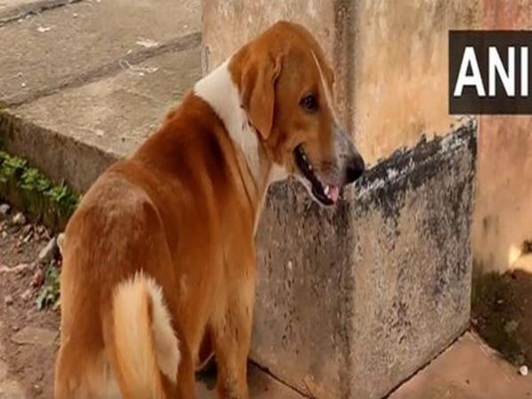 喀拉拉邦:一只狗在坎努尔的太平间前等待，无休止地等待着它已故的主人回来