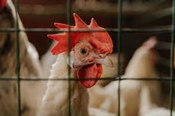 禽流感可以通过编辑鸡的基因来根除——我们的研究展示了如何做到这一点