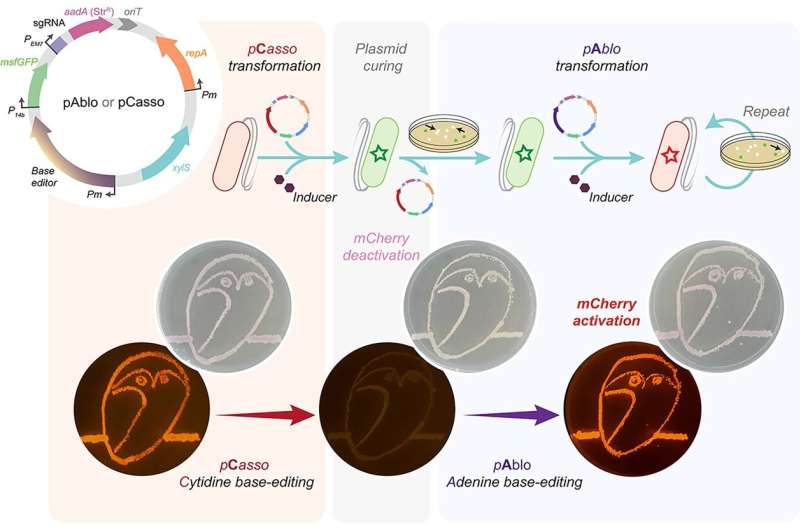 认识一下pAblo·pCasso:下一代基因组工程CRISPR技术的新飞跃
