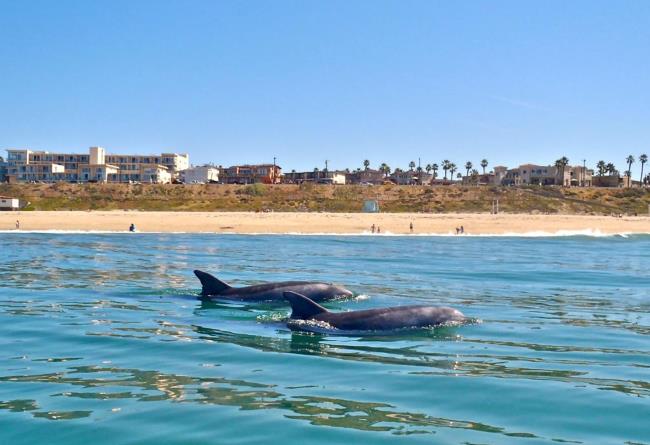 关于加州雷东多海滩自然奇观的10个事实