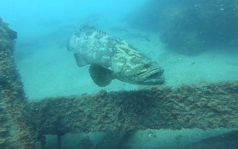 利用低频脉冲声探测群居的歌利亚石斑鱼