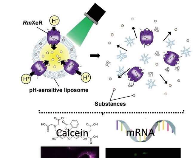 Towards new light-respo<em></em>nsive carriers for intracellular substance delivery