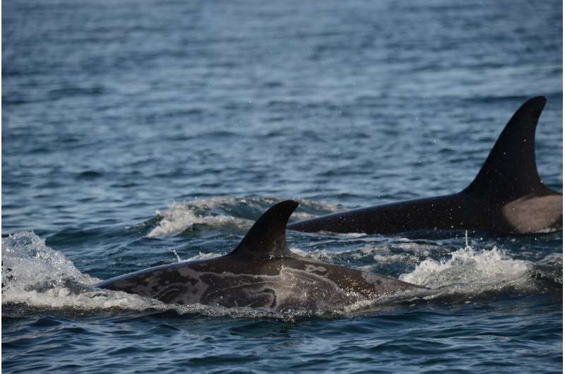 Skin disease in endangered killer whales co<em></em>ncerns scientists