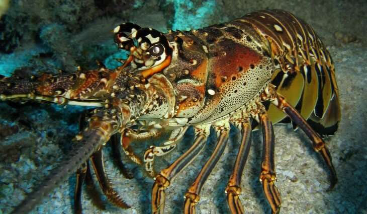 一种以喜剧演员名字命名的蠕虫正在影响龙虾的繁殖，并可能威胁到利润丰厚的渔业利益