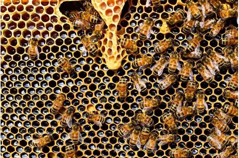 研究表明，蜜蜂做出快速、准确的决定，可能会激发人工智能的未来