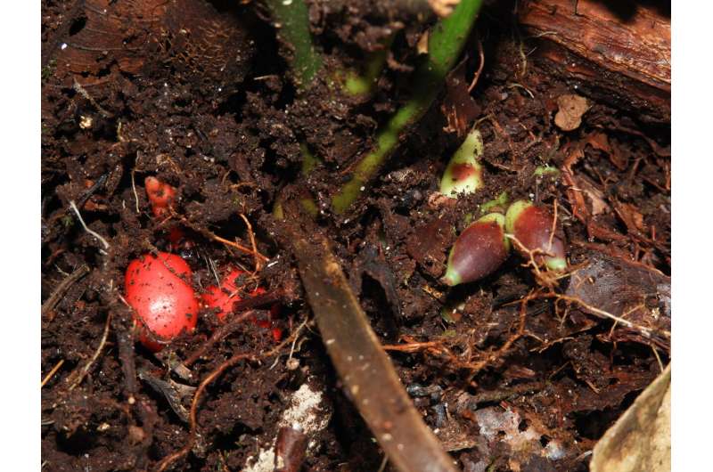 隐藏在显眼的地方:在婆罗洲发现的地下开花的稀有棕榈物种