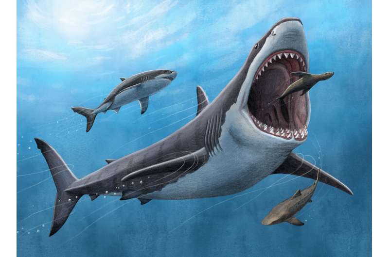 对牙齿矿物质的最新分析证实了巨齿鲨是温血动物
