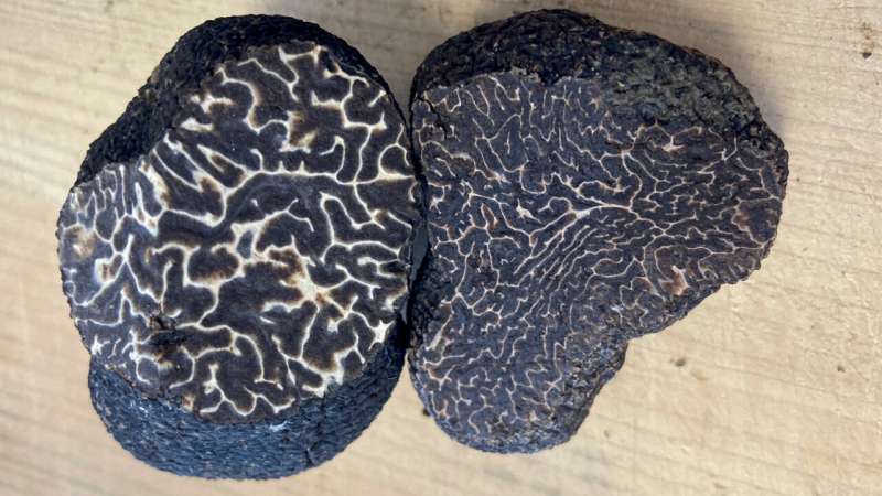 研究发现，一些生长在美国东部的黑松露可能是不太有价值的相似物种
