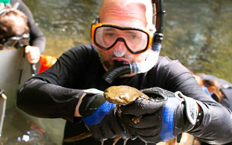 Virginia Tech study reveals reason hellbenders are disappearing