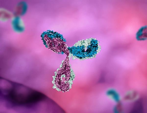 科学家开发出能够以极低剂量击败冠状病毒变体的“精英”抗体