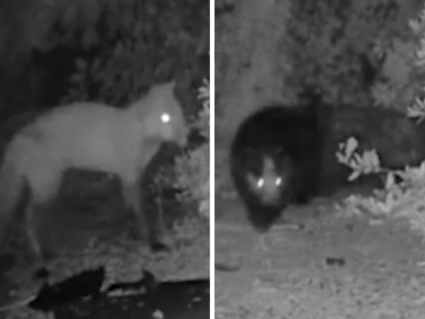 观看:无耻的獾在西布罗姆维奇花园追逐狐狸