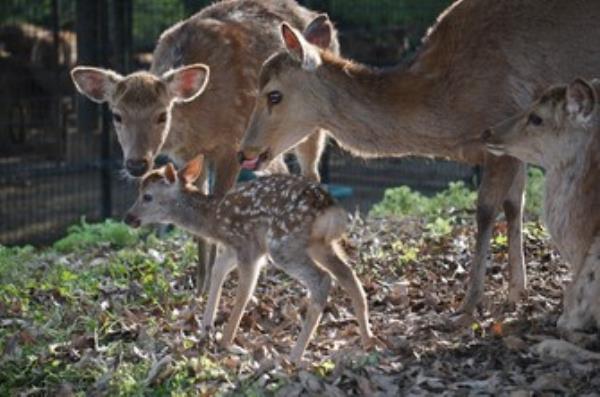 简单的日本新闻翻译:今年第一只小鹿在奈良公园出生