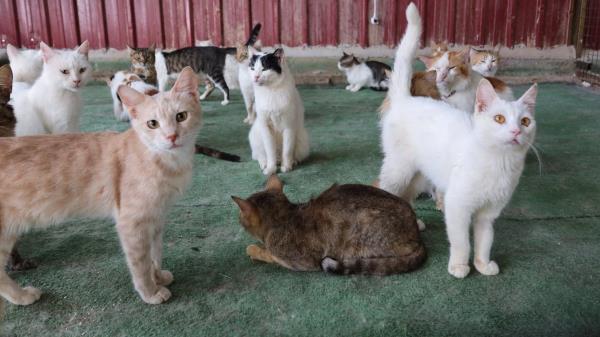 6种最长寿的猫